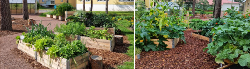 Viljelylaatikot Sini...